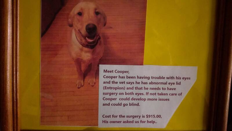Cooper the dog