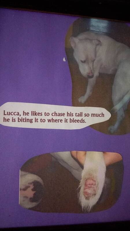 Lucca the dog